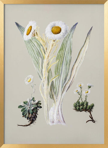 White Mountain Musk Drawn By Sarah Featon (1848–1927) | Poster - Gold Frame Interior