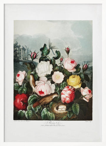 Roses from The Temple of Flora (1807) | Poster - White Frame Interior