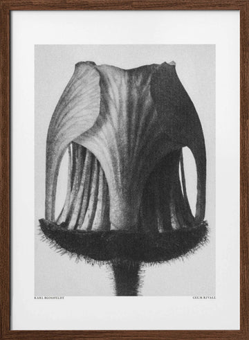 Geum Rivale | Poster - Walnut Frame Interior