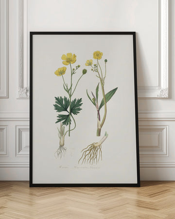 Lesser Spearwort (ranunculus Flammula) Medical Botany | Poster - Room Interior 1
