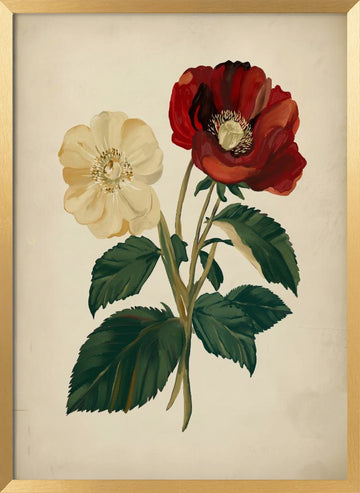 Elegant Red Yellow Flowers | Poster - Gold Frame Interior