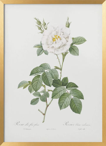 Rosa Alba Flore Pleno, Les Roses (1817–1824) | Poster - Gold Frame Interior