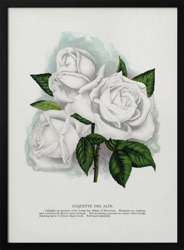 White Rose, Coquette Des Alps Lithograph | Poster - Black Metal Frame Interior
