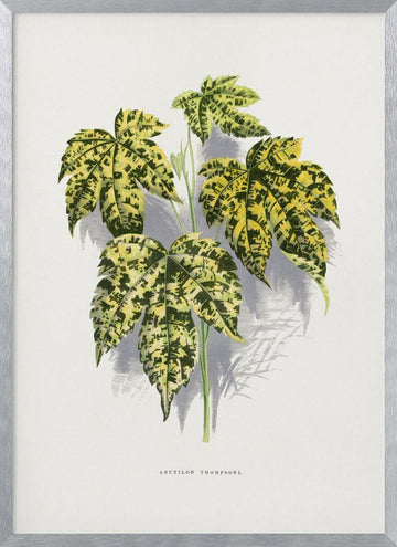 Abutilon Thompsoni Leaf Illustration | Poster - Silver Frame Interior