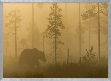 Bear in Golden Fog | Poster - Silver Frame Interior
