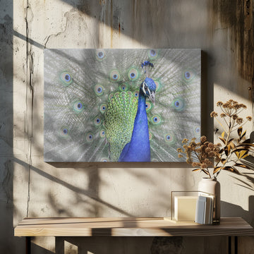 Majestic Peacock Display | Canvas - Room Interior 2