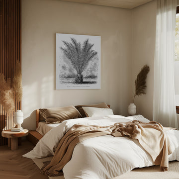 Vintage Palm Tree Drawing Xiii | Canvas - Room Interior 2