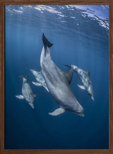Graceful Dolphins Blue Depths | Poster - Walnut Frame Interior