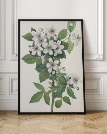 Highbush Blackberry From North American Wildflowers (1925) By Mary Vaux Walcott. | Poster - Room Interior 1
