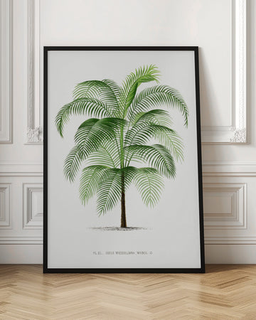 Xi Cocos Weddeliana | Poster - Room Interior 1