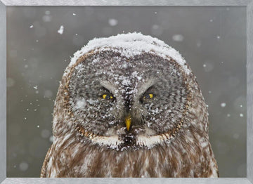 Great Grey Owl Winter | Poster - Silver Frame Interior