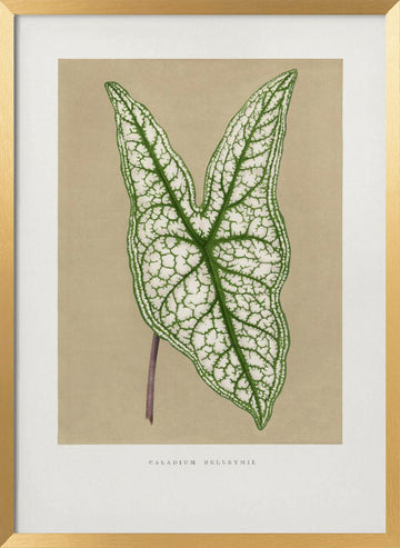 Green Caladium Belleymii Leaf Illustration | Poster - Gold Frame Interior