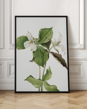 Large White Trillium | Poster - Room Interior 1