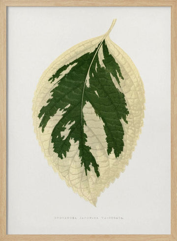Hydrangea Japonica Variegata Leaf Illustration | Poster - Wood Frame Interior