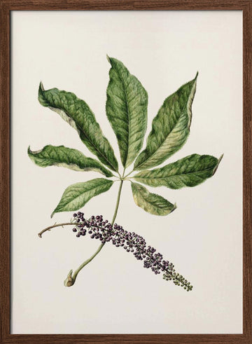 Antique Plant Drawn By Sarah Featon (1848–1927) | Poster - Walnut Frame Interior