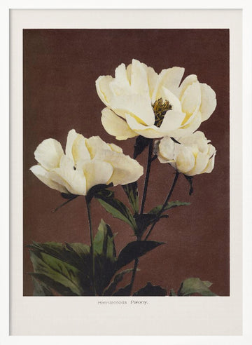 Hærdaceous Peony | Poster - White Frame Interior