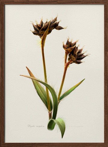 Detailed Botanical Study | Poster - Walnut Frame Interior