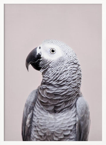 African Grey | Poster - White Frame Interior