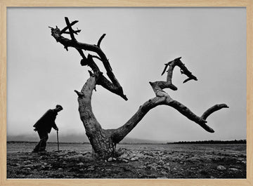 Old Man Lone Tree | Poster - Wood Frame Interior