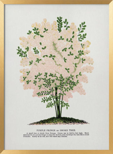 Purple Fringe Tree Lithograph | Poster - Gold Frame Interior
