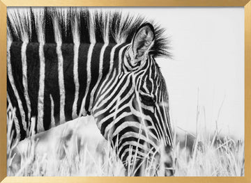 Monochrome Zebra Grace | Poster - Gold Frame Interior