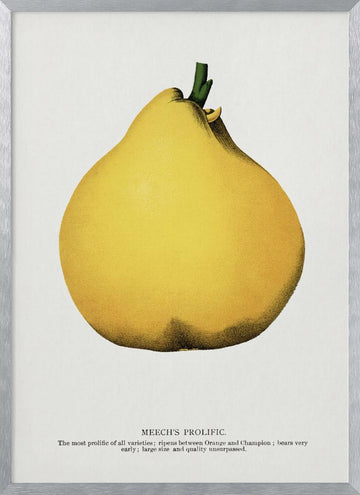 Meech's Prolific Pear Lithograph | Poster - Silver Frame Interior