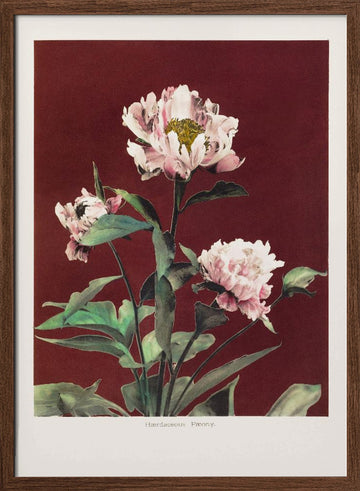 Hærdaceous Peony no2 | Poster - Walnut Frame Interior