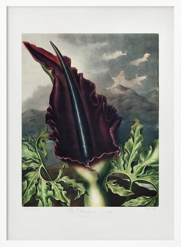 The Dragon Arum from The Temple of Flora (1807) | Poster - White Frame Interior