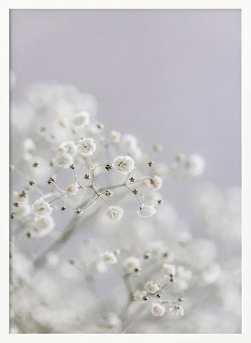 White Breath Flowers | Poster - White Frame Interior