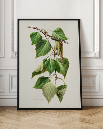 Birch Leaves and Catkins | Poster - Room Interior 1