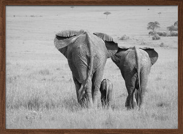 African Elephant Family | Poster - Walnut Frame Interior