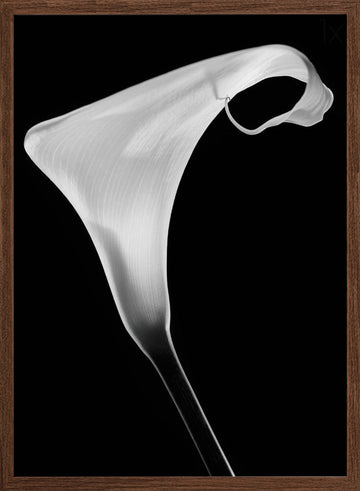Elegant Calla Lily | Poster - Walnut Frame Interior