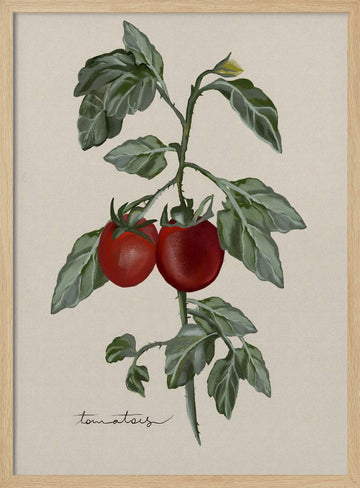 Ripe Tomatoes On Vine | Poster - Wood Frame Interior