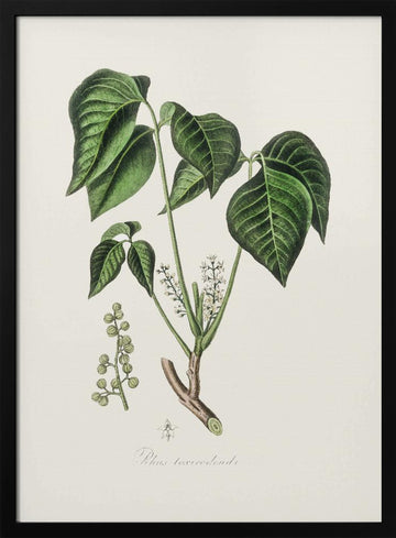 Poison Ivy (rhus Toxicodendron) Medical Botany | Poster - Black Metal Frame Interior