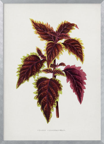 Pink Coleus Leaf Illustration | Poster - Silver Frame Interior