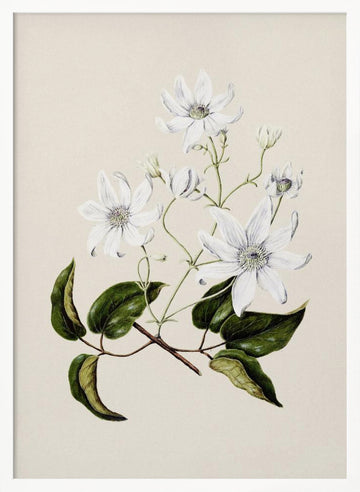 Puawananga   Clematis Indivisa Drawn By Sarah Featon (1848–1927) | Poster - White Frame Interior