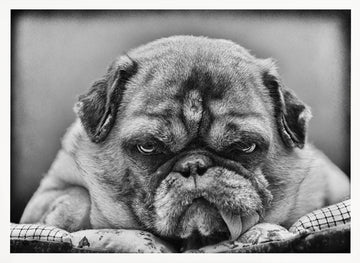 Grumpy Pug Portrait | Poster - White Frame Interior