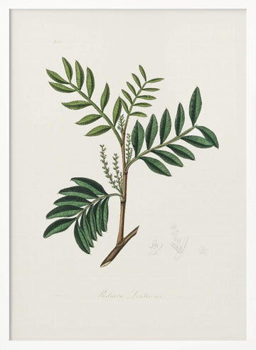 Lentisk (pistacia Lenitiscus) Medical Botany | Poster - White Frame Interior