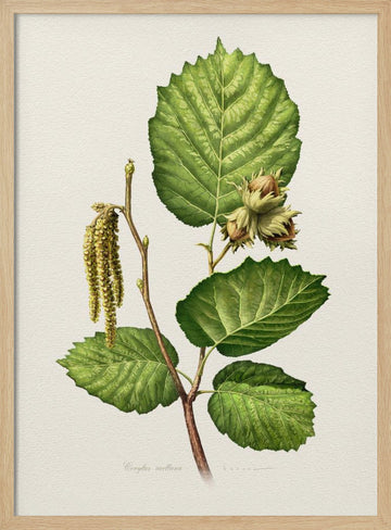 Hazelnut Branch Botanical | Poster - Wood Frame Interior