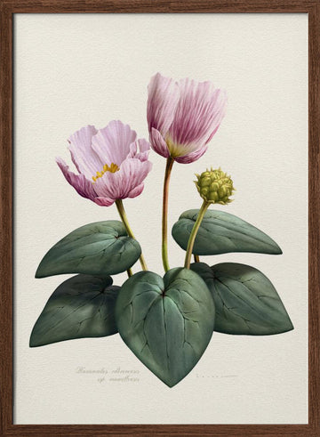 Elegant Pink Botanical Flowers | Poster - Walnut Frame Interior