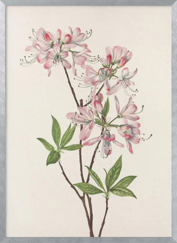 Pinkshell Azalea From North American Wildflowers (1925) By Mary Vaux Walcott | Poster - Silver Frame Interior