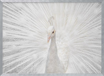Majestic White Peacock | Poster - Silver Frame Interior