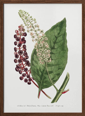 Phytolacca Decandra 1806 Flower Garden Displayed By Francis Sansom | Poster - Walnut Frame Interior