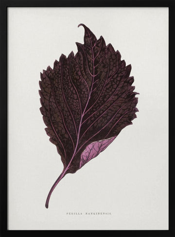 Pink Perilla Nankinensis Leaf Illustration | Poster - Black Metal Frame Interior