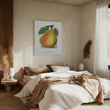 Duchess D'angouleme Pear Lithograph | Canvas - Room Interior 2