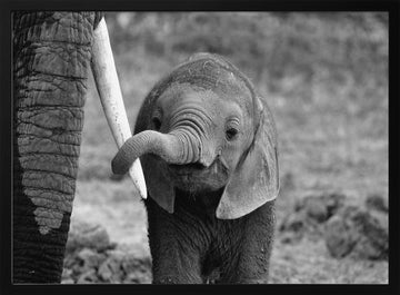 Curious Baby Elephant | Poster - Black Metal Frame Interior