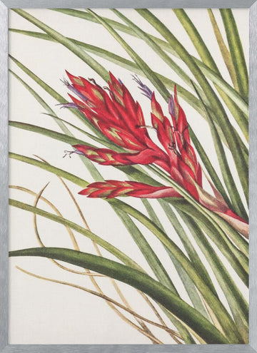 Quill Leaf Tillandsia From North American Wildflowers (1925) By Mary Vaux Walcott | Poster - Silver Frame Interior