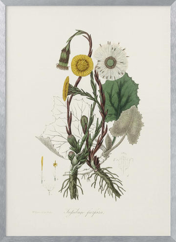 Coltsfoot (tussilago Farfara)  Medical Botany | Poster - Silver Frame Interior