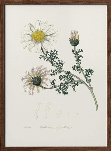 Mount Atlas Daisy (anthemis Pyrethrum) Medical Botany | Poster - Walnut Frame Interior