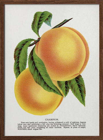 Champion Plum Lithograph | Poster - Walnut Frame Interior
